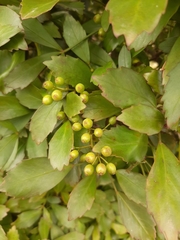 Pseudopanax discolor