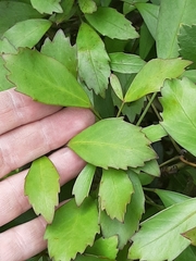 Pseudopanax discolor