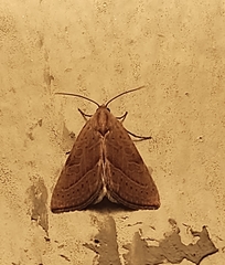 Galgula