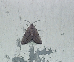 Galgula