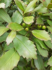 Pseudopanax discolor