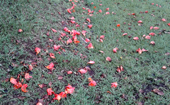 Spathodea campanulata