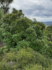 Pseudopanax discolor