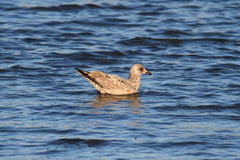 Larus argentatus