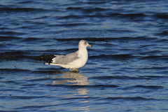 Larus delawarensis