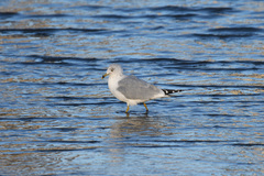 Larus delawarensis