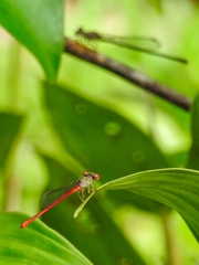 Telebasis digiticollis