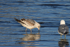 Larus delawarensis