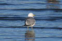 Larus delawarensis