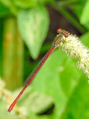 Telebasis digiticollis