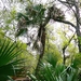 Brazoria Palm - Photo (c) krancmm, some rights reserved (CC BY-NC), uploaded by krancmm