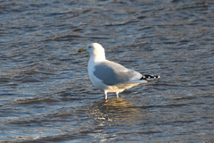Larus argentatus
