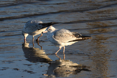 Larus delawarensis