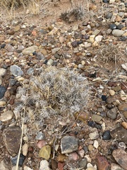 Dasyochloa pulchella