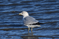 Larus delawarensis