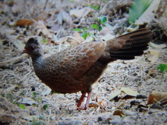 Galloperdix spadicea
