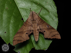 Marumba