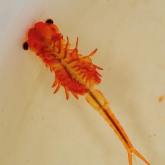 Eubranchipus intricatus
