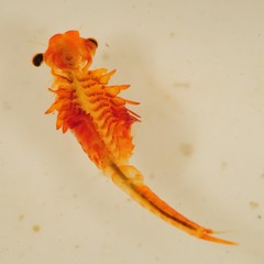 Eubranchipus intricatus