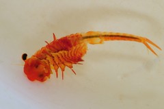 Eubranchipus intricatus