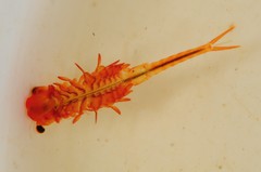 Eubranchipus intricatus