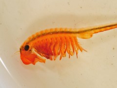 Eubranchipus intricatus