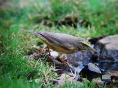 Phylloscopus griseolus