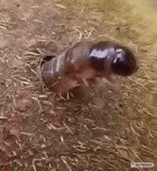 Conopomorpha cyanospila