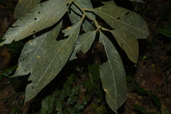 Lithocarpus