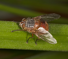 Calliphora nigrithorax