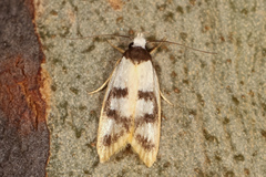 Eulechria sigmophora