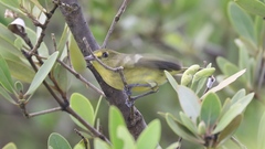 Vireo pallens