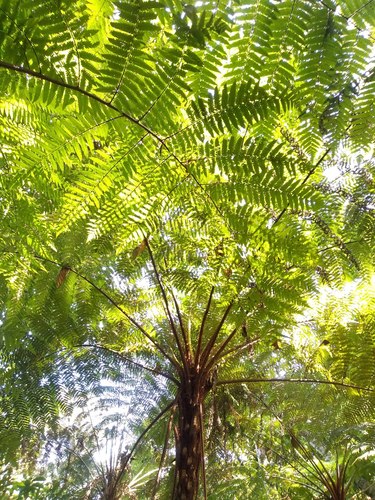 Cyathea divergens observed 2021-02-21