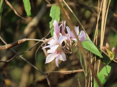 Dendrobium barbatulum