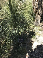 Nolineae