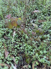 Toxicodendron diversilobum