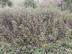 Toxicodendron diversilobum