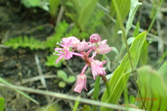 Ledebouria cooperi