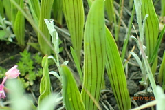 Ledebouria cooperi