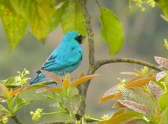 Tersina viridis occidentalis