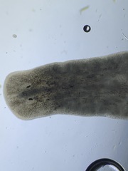 Continenticola