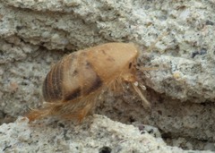 Eremoblatta subdiaphana