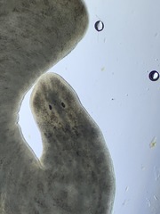 Continenticola
