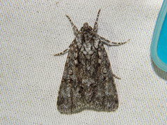 Acronicta impressa