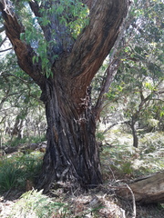 Eucalyptus sieberi