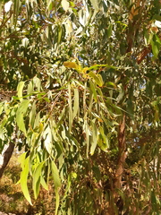Eucalyptus sieberi