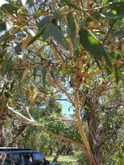 Eucalyptus sieberi