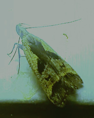 Dichomeris bilobella