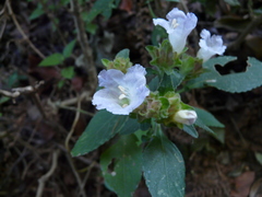 Strobilanthes ixiocephala