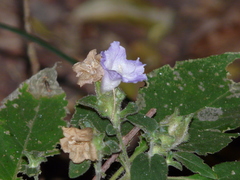 Strobilanthes ixiocephala